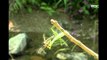Dragonfly, Environmental indicator - Secrets of the Dragonfly, #05, 환경지표 곤충 잠자리