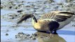 Swan Goose in Gyoha - Wildlife in the DMZ EP02, #05, 교하지구의 개리떼 모습