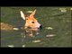 The water deer moves along the water - Wildlife in the DMZ EP01, #10, 헤엄치는 고라니