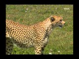 Cheetahs hunting - Wildlife in Serengeti EP03, #08, 치타 사냥