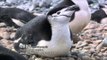 Life of penguins - Tears of the Antarctic EP01, #02, 얼음대륙 남극의 주인인 펭귄의 삶