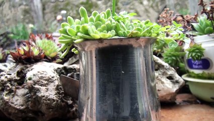 Emekli öğretmenin 'geri dönüşüm saksıları' mahalleliye örnek oldu - ANTALYA