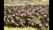 Gnus crossing the Mara River - Wildlife in Serengeti EP03, #11, 마라강 건너는 누우떼