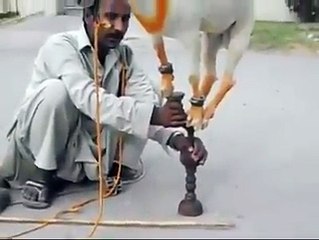 A Goat Performing Stunt Show