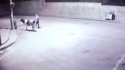 Siverek'te İnek Hırsızları Güvenlik Kamerasında