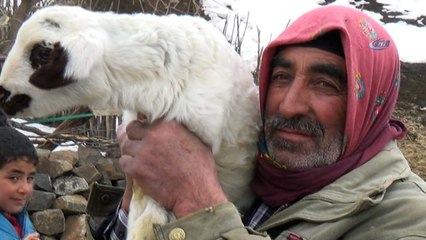 Muş'ta 4 kulaklı kuzu dünyaya geldi