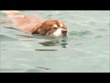 MBC 다큐스페셜 - 썰매 끄는 개, 산이가 수영을 하게 된 특별한 사연 20131118