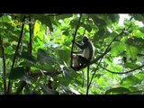 Travel the world - Jo Yeo-jeong, Indonesia(4) #02, Meet the orangutan jungleexpedition, 조여정,