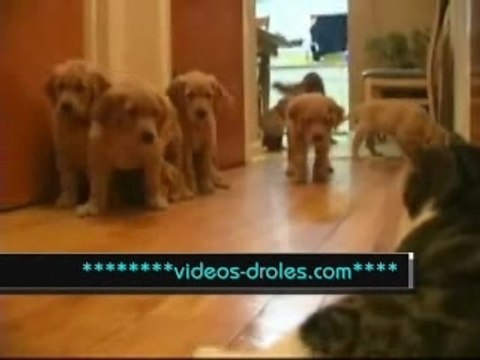 Une meute de chiots labrador ^^contre un chat