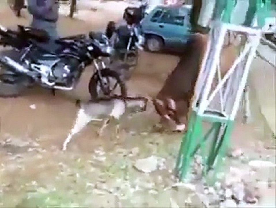 Ce bouc fait face à un taureau... Courageux le petit animal