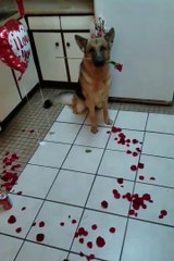 Quand ton chien t'attend pour la St Valentin... Mieux qu'un mari