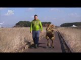 설특집 MBC 다큐스페셜 - 코리아케라톱스와 작별하는 샘 해밍턴 20140203