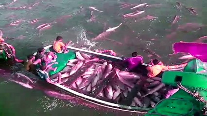 Tuna Fishing Caught on Tape in SEA
