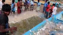 Awesome Sea Fishing - Boys Sort Their Catch of live Fish