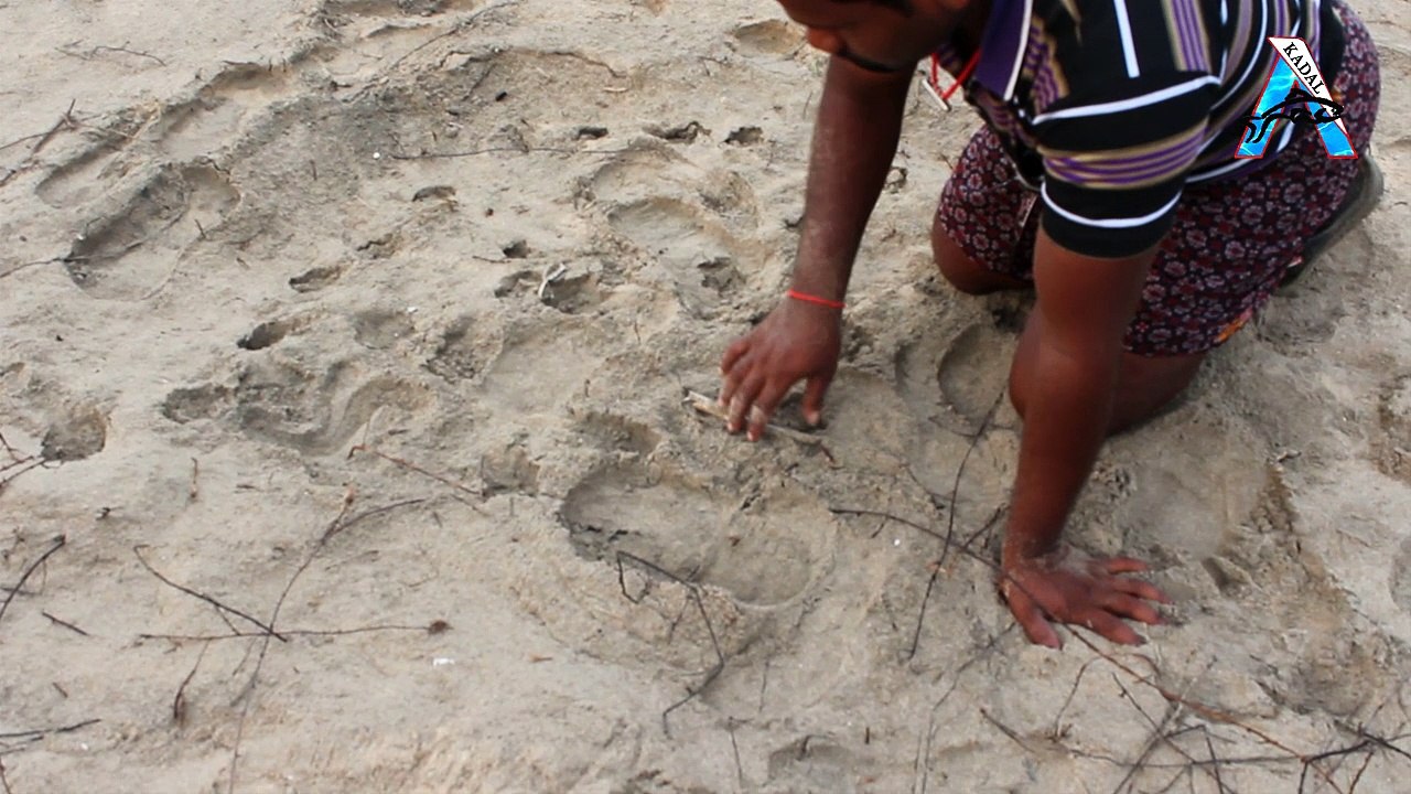 Sea Turtle Mother Laying 1001 Eggs - Kadal Tv
