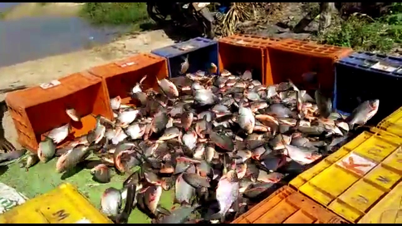 Amazing Net fishing full of carp caught in pond