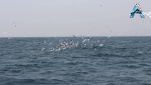 Migration Sea Birds Attacking on Tuna Fishes