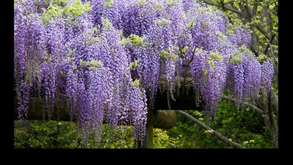 This Wisteria Flower Tunnel in Japan Is the Most Magical Place Ever