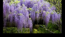 This Wisteria Flower Tunnel in Japan Is the Most Magical Place Ever