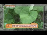 [Live Tonight] 생방송 오늘저녁 130회 - Health wild edible greens, Sangomchwi 약이 되는 건강 산나물 산곰취 20150522