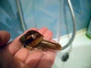 Il fait boire son escargot de compagnie au robinet