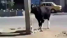 Angry Animal