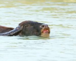 Enjoy Swimming - hot weather
