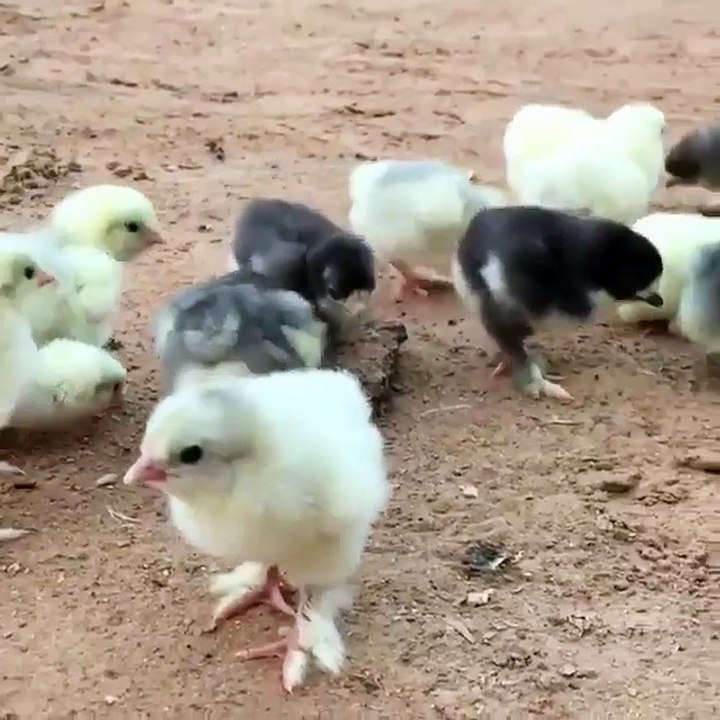 Beautiful New Born babby