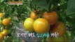 [Live Tonight] 생방송 오늘저녁 168회 - Yellow tomatoes 단감? 파프리카? 정체모를 노란 채소의 정체! '노란토마토' 20150717
