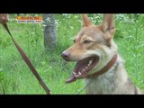 [Live Tonight] 생방송 오늘저녁 169회 - train fierce dog 주인까지 공격하는 사나운 개! 행동 교정 방법 20150720