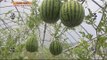 [Live Tonight] 생방송 오늘저녁 168회 - Apple watermelon 공중부양 하는 수박? '애플수박' 20150717