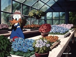 Mickey e Donald - Doce Como O Mel