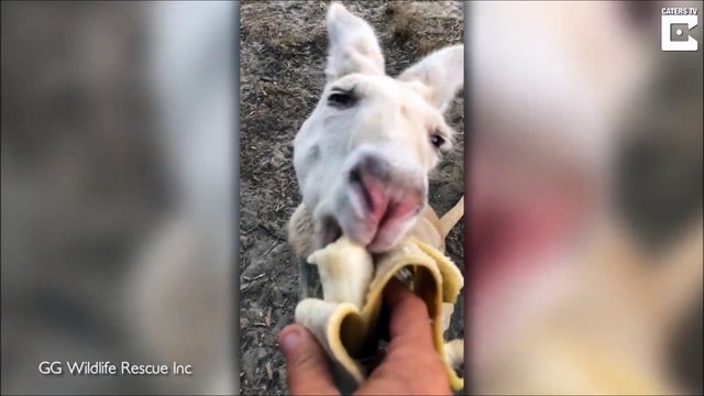 Trop mignon ce kangourou albinos qui mange une banane