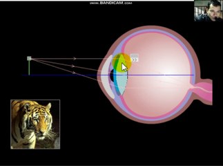 Cấu tạo của mắt, điều tiết mắt