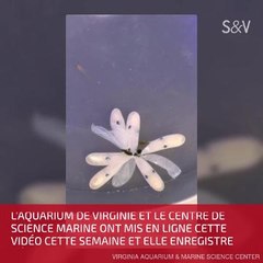  La naissance des pieuvres