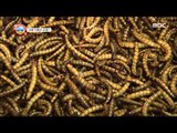 [Power Magazine] 파워매거진 - Future food is insect ! 'Mealworm'! 갈색 '거저리 애벌레'20150904