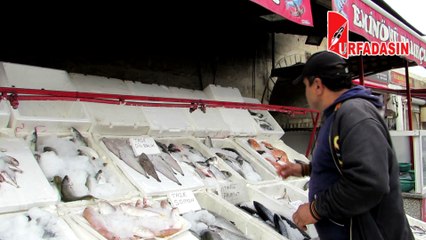 Kebap Diyarı Urfa’da Günde 1,5 Ton Balık Tüketiliyor