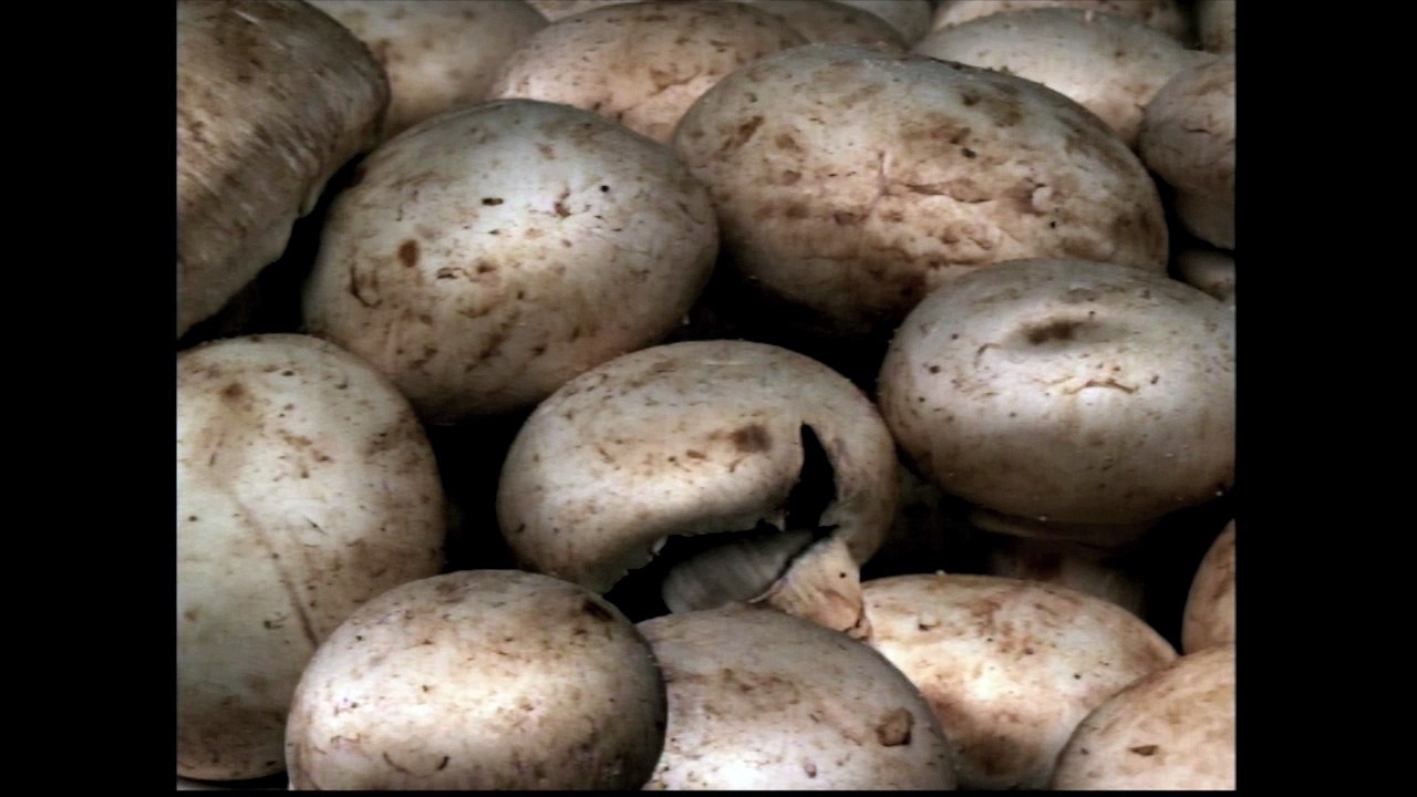 Champignon