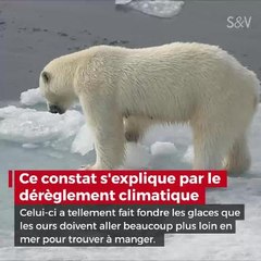 Pourquoi vos enfants ne connaitront pas les ours polaires ?