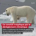 Pourquoi vos enfants ne connaitront pas les ours polaires ?