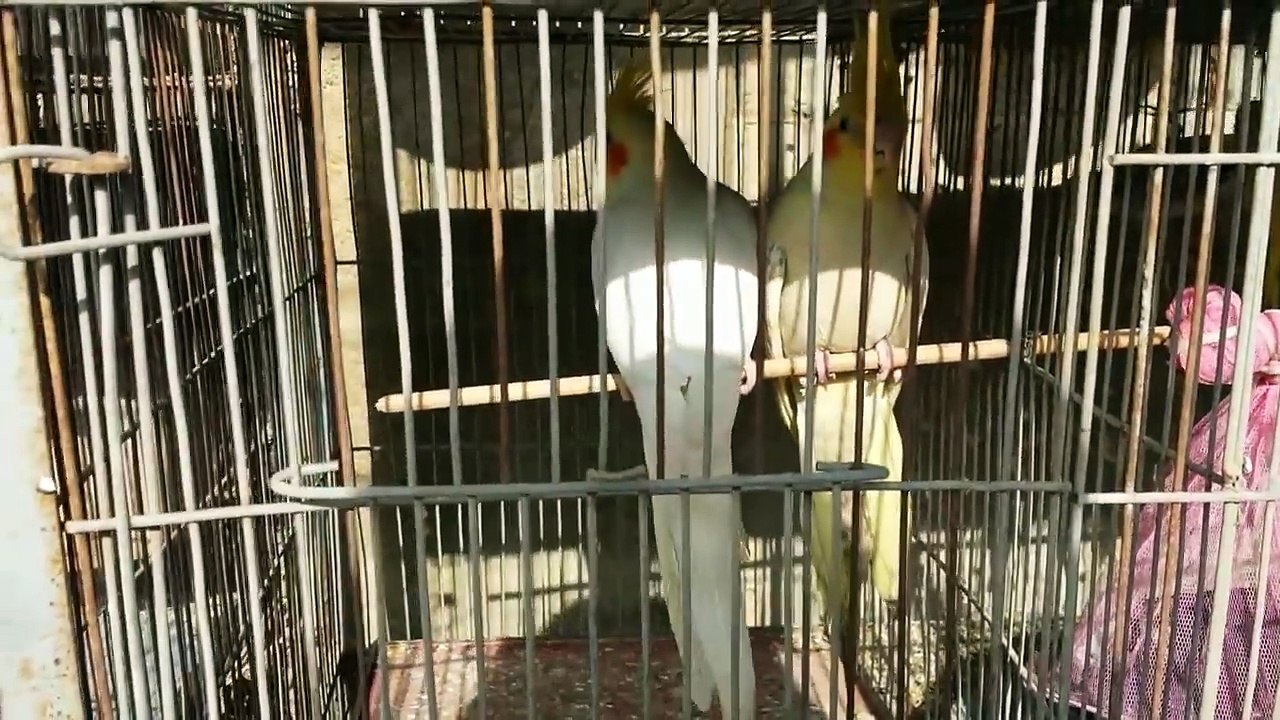 Cockateil Parrots gender male aur female me faraq easy tarika in Urdu_Hindi