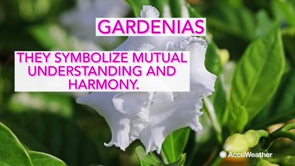 4 flower alternatives to Valentine’s Day roses