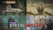 [Live Tonight] 생방송 오늘저녁 186회 - A day and a half with endangered animals 멸종위기 동물과 1박 2일! 20150812