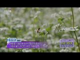 [Morning Show] Now is the right time to eat 'Buckwheat honey' 지금 밖에 못먹어요~ '메밀 꿀'[생방송 오늘 아침]20150916