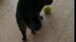 Un chat joue bizarrement avec une balle