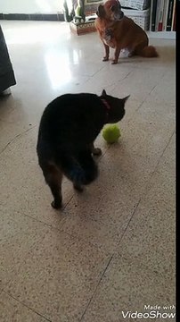 Un chat joue bizarrement avec une balle