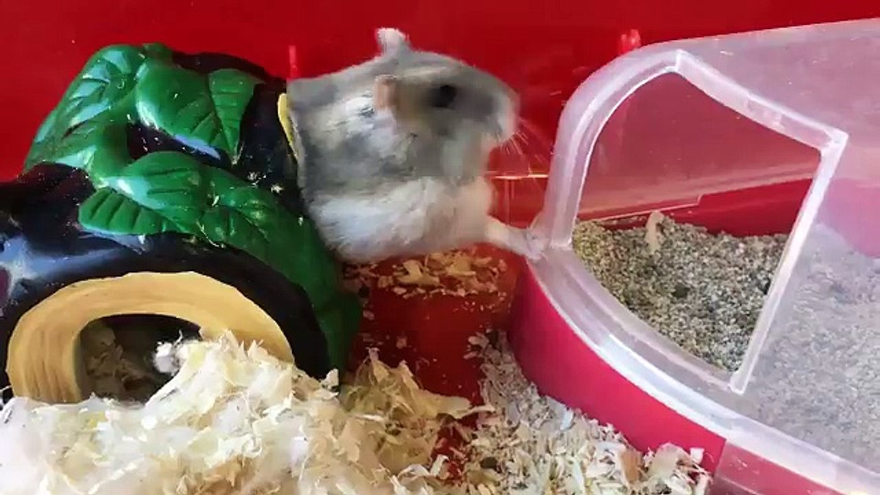 Un hamster entre à reculons dans sa maison
