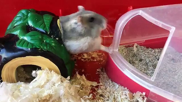Un hamster entre à reculons dans sa maison