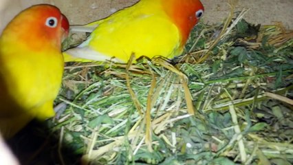 Cockatiel Parrot Progress