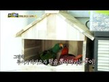 [Haha Land 2] 하하랜드2 - A parrot pulls the hair of another parrot 20180131